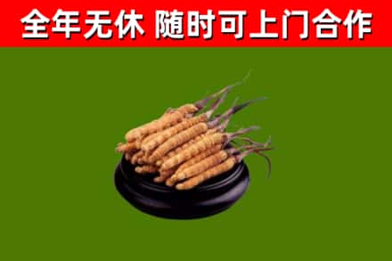 宁国烟酒回收冬虫夏草.jpg